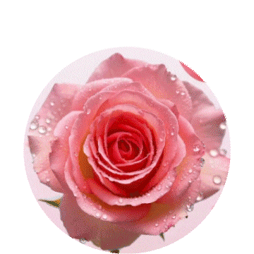 瑞幸单品-玫瑰花香拿铁